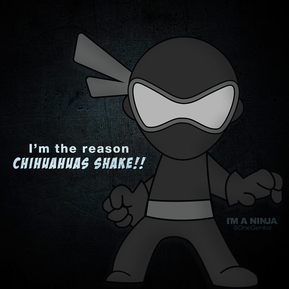 I'm a Ninja Is The Reason Why Chihuahuas Shake!